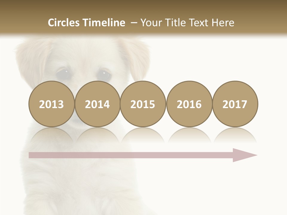 Small Animal Studio PowerPoint Template