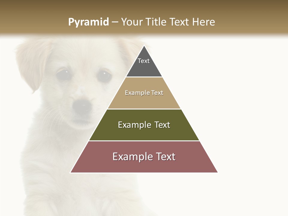 Small Animal Studio PowerPoint Template