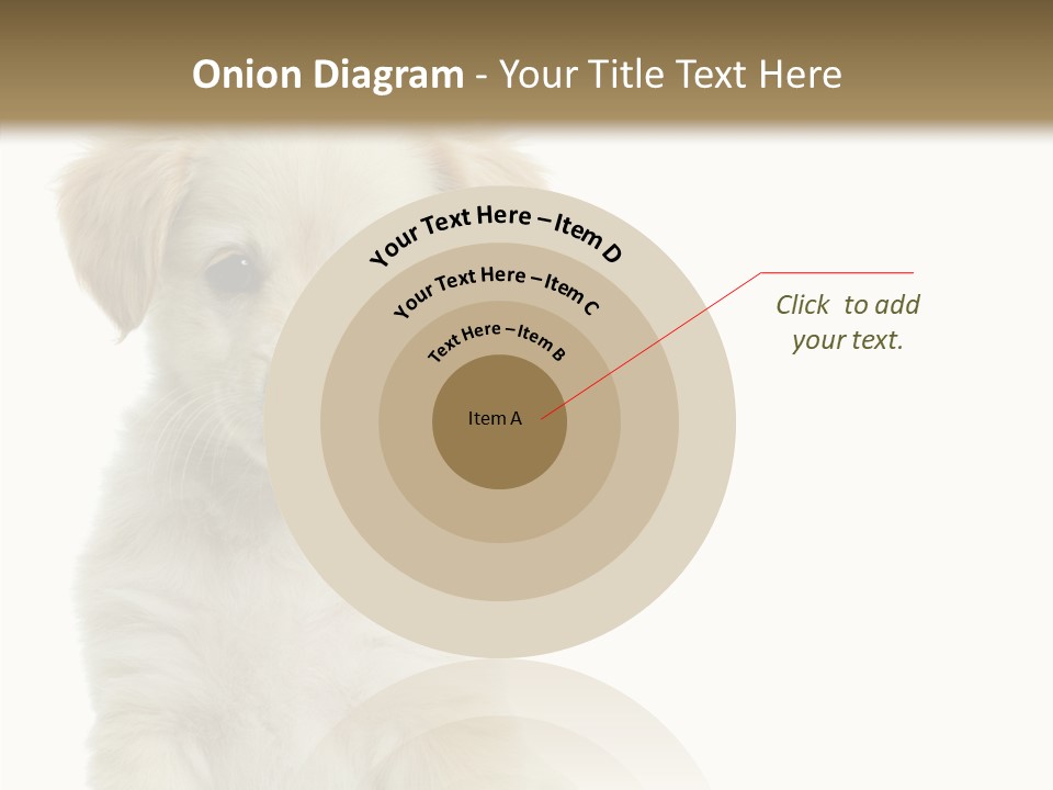 Small Animal Studio PowerPoint Template