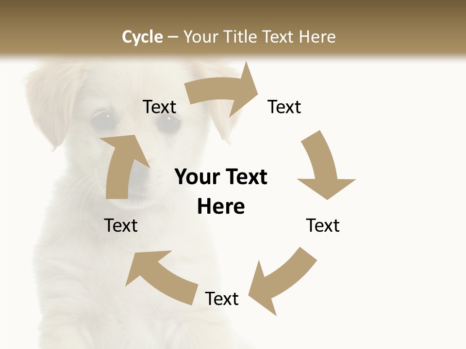 Small Animal Studio PowerPoint Template