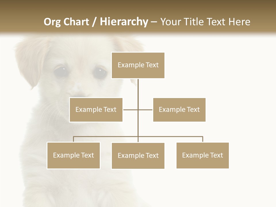 Small Animal Studio PowerPoint Template