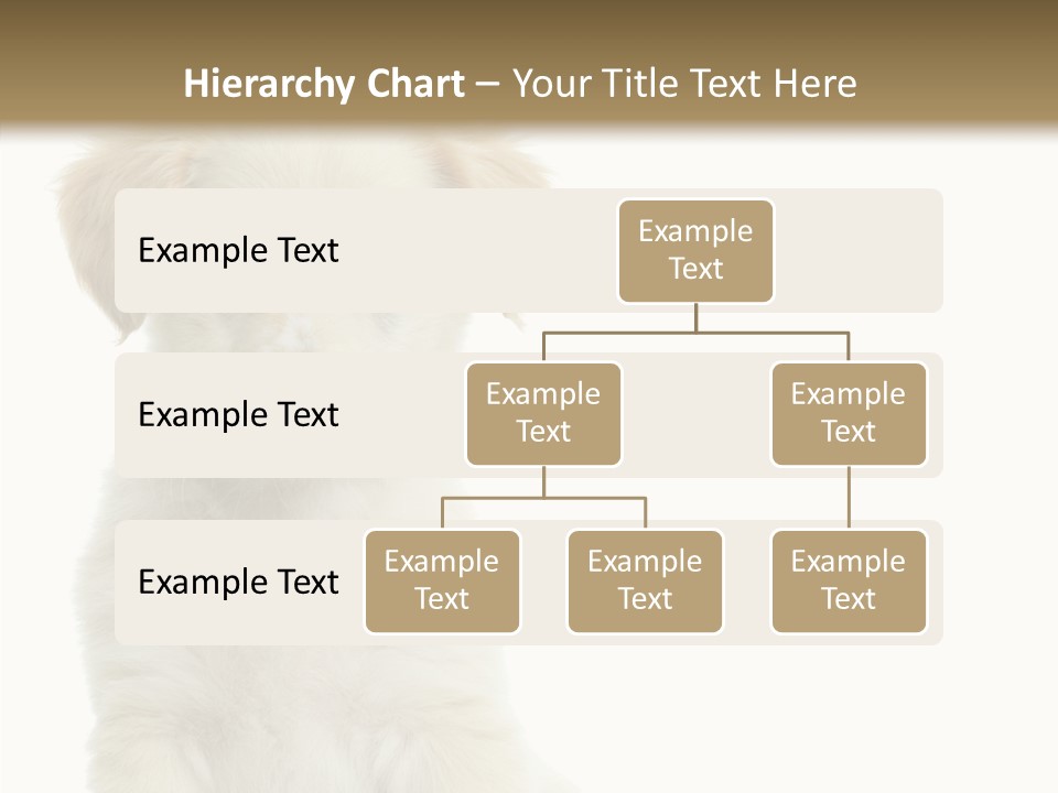 Small Animal Studio PowerPoint Template