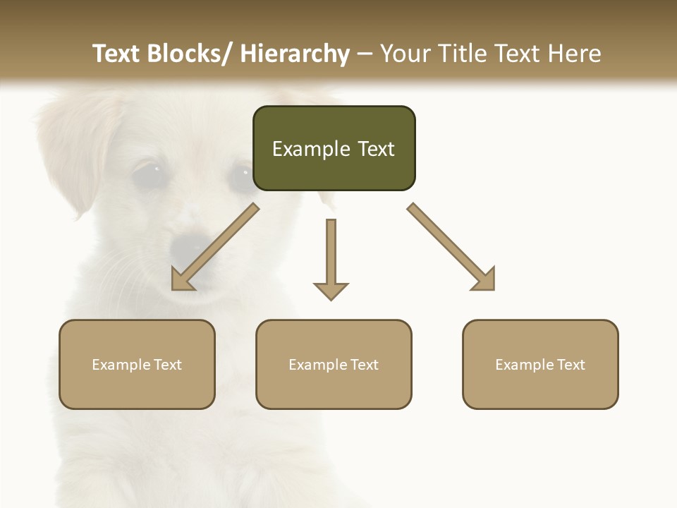 Small Animal Studio PowerPoint Template