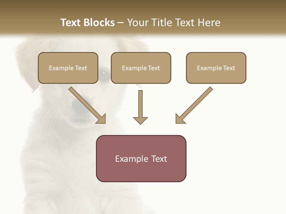 Small Animal Studio PowerPoint Template