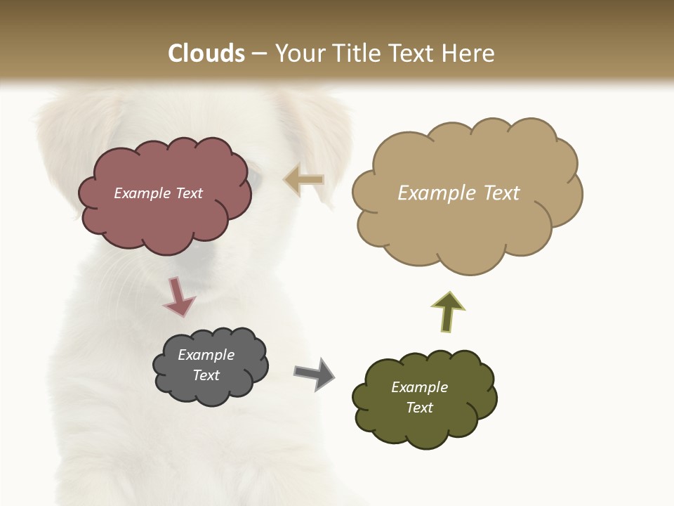 Small Animal Studio PowerPoint Template