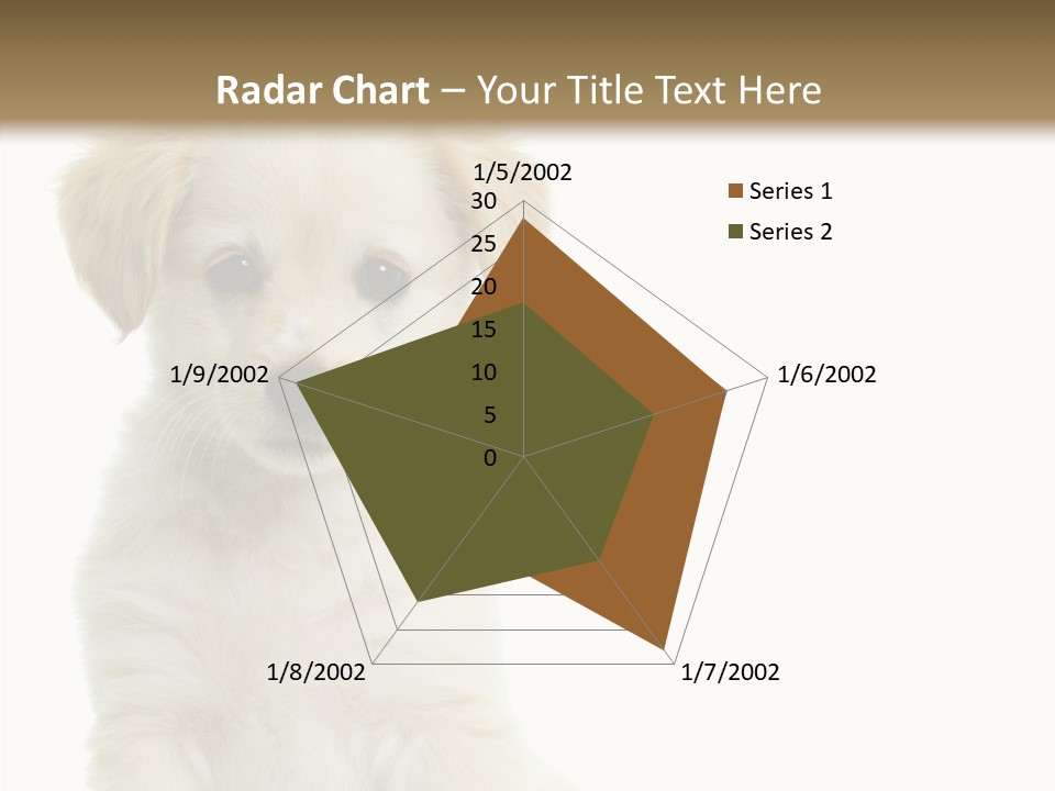 Small Animal Studio PowerPoint Template