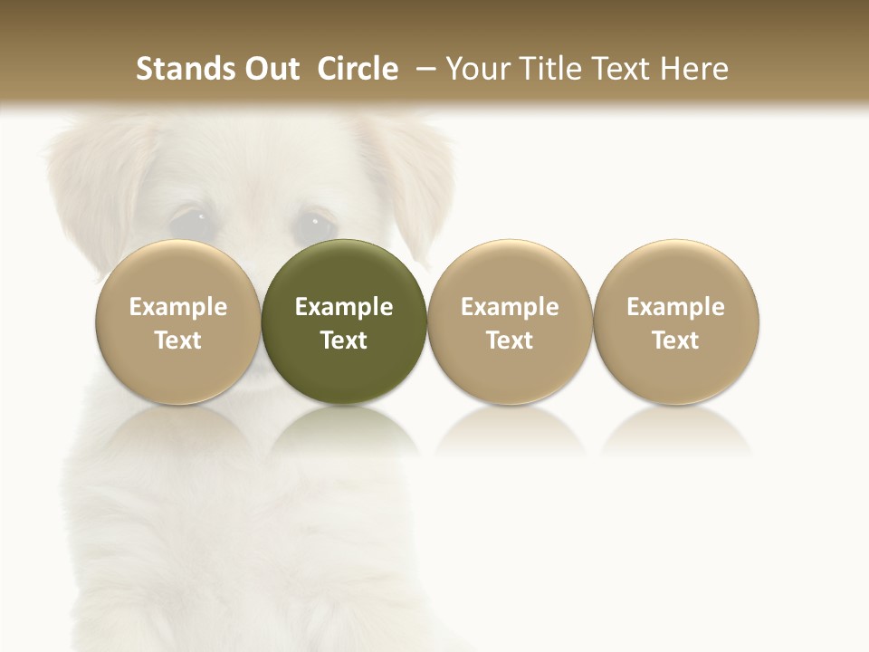 Small Animal Studio PowerPoint Template
