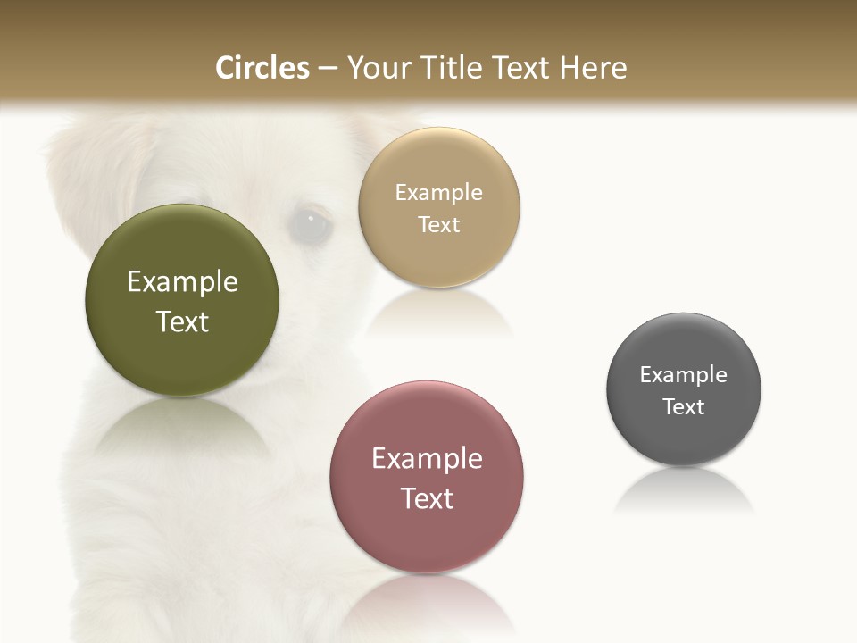 Small Animal Studio PowerPoint Template
