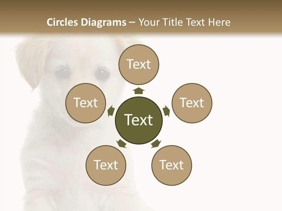 Small Animal Studio PowerPoint Template