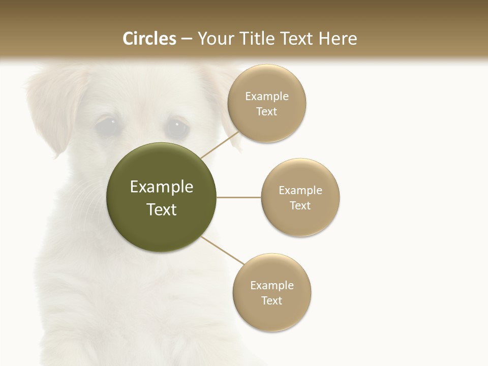 Small Animal Studio PowerPoint Template