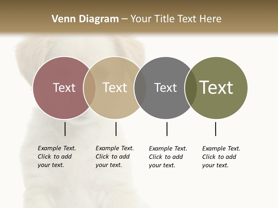 Small Animal Studio PowerPoint Template