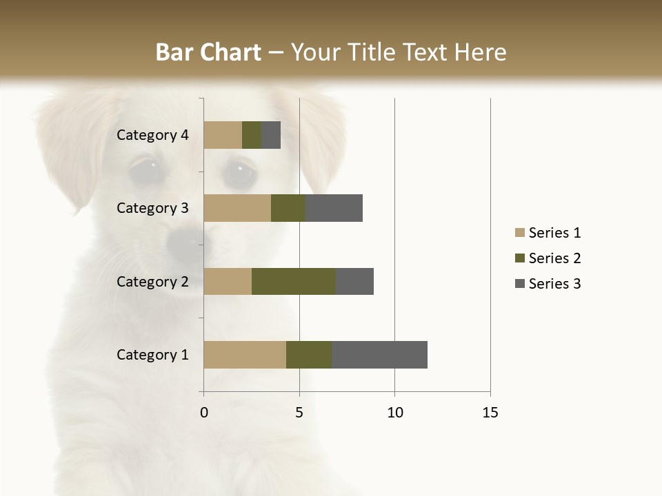 Small Animal Studio PowerPoint Template