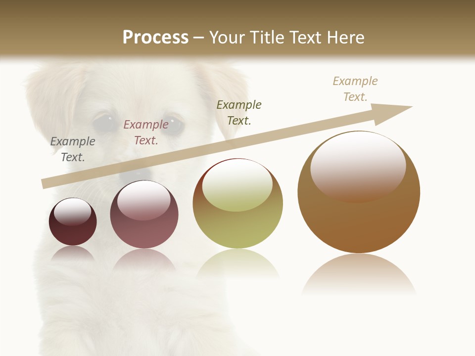 Small Animal Studio PowerPoint Template