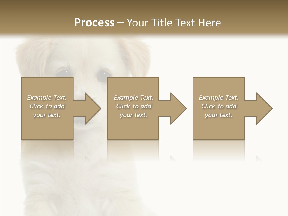 Small Animal Studio PowerPoint Template