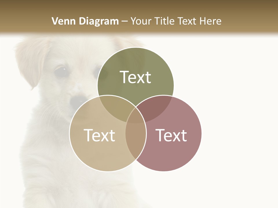 Small Animal Studio PowerPoint Template