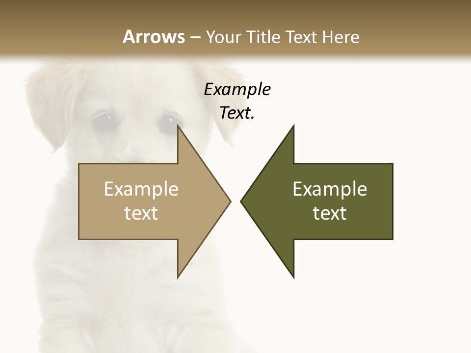 Small Animal Studio PowerPoint Template