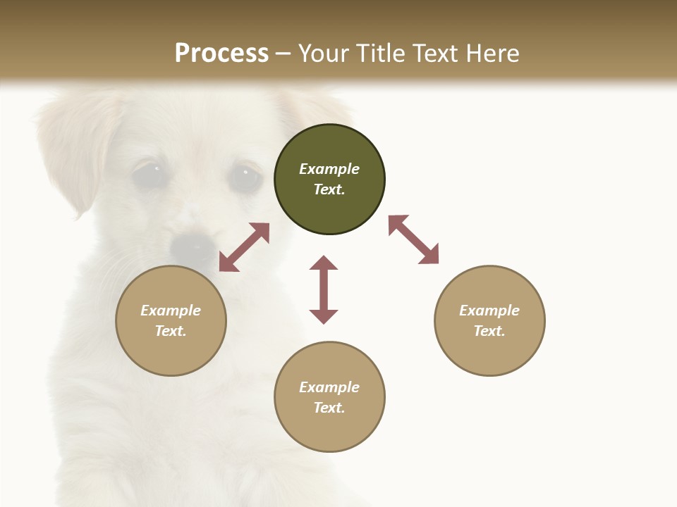Small Animal Studio PowerPoint Template
