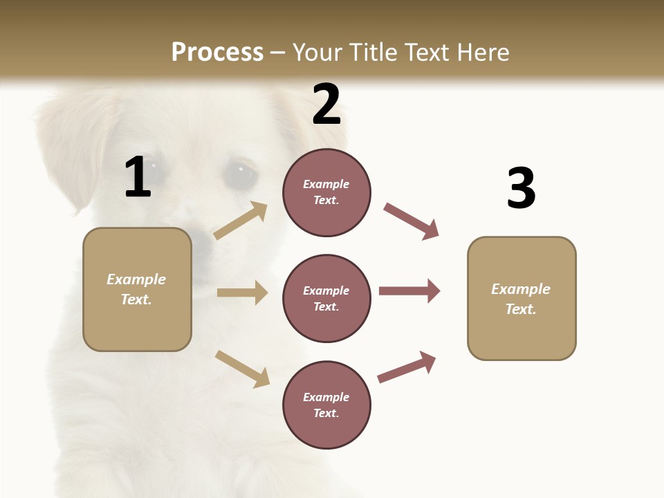 Small Animal Studio PowerPoint Template