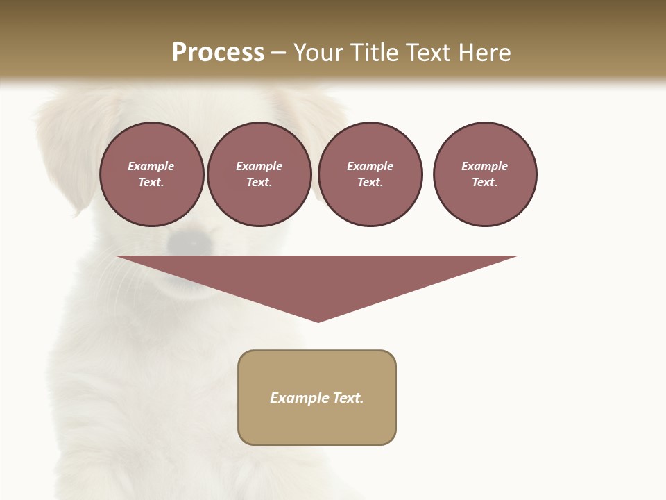 Small Animal Studio PowerPoint Template