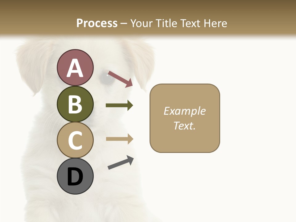 Small Animal Studio PowerPoint Template