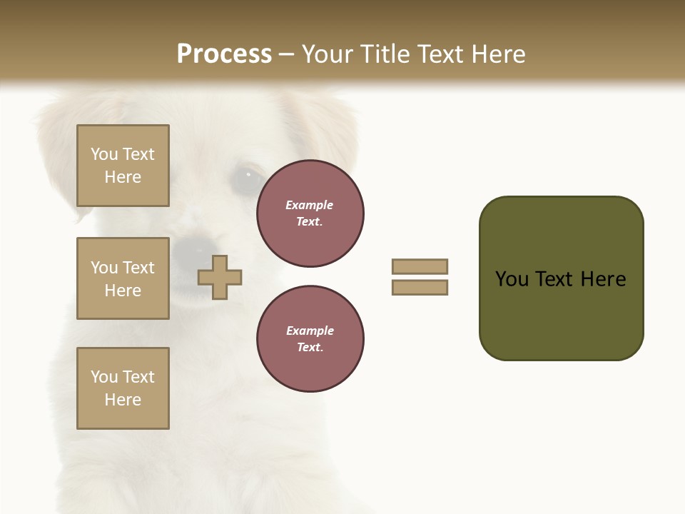 Small Animal Studio PowerPoint Template