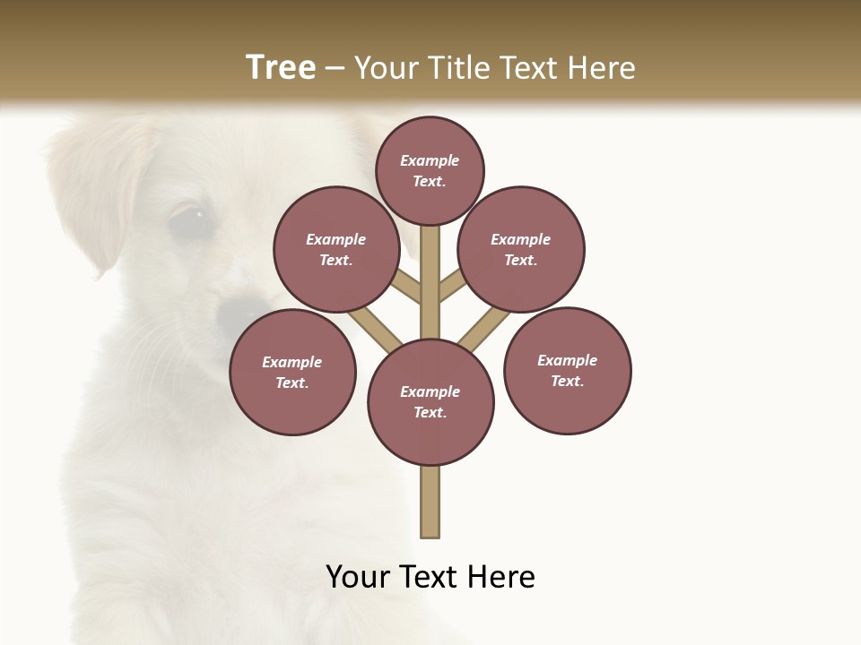 Small Animal Studio PowerPoint Template