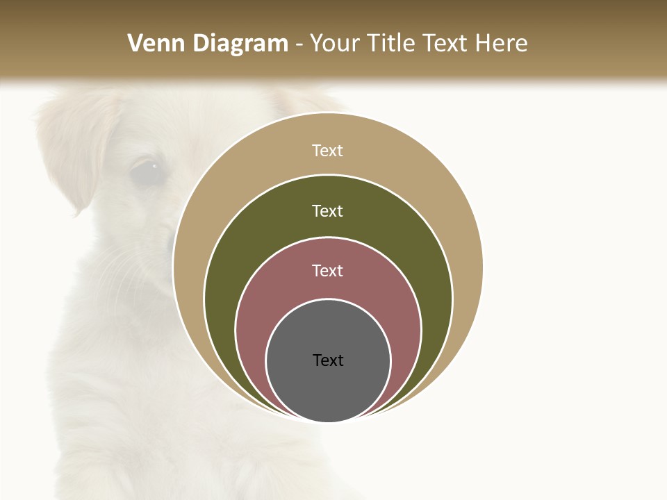 Small Animal Studio PowerPoint Template