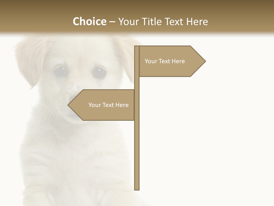 Small Animal Studio PowerPoint Template