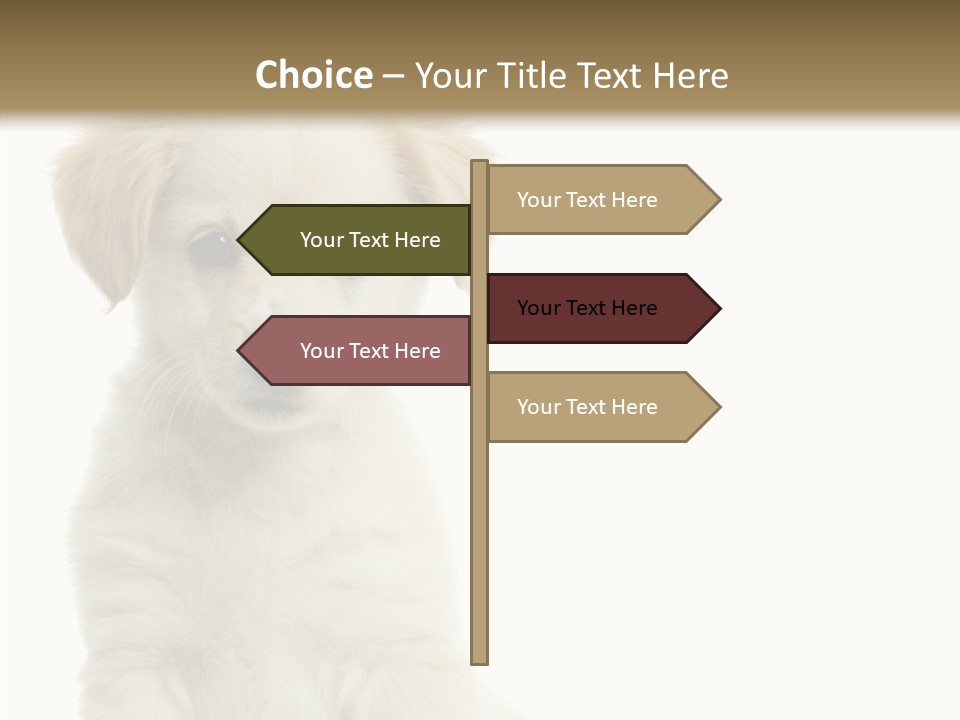 Small Animal Studio PowerPoint Template