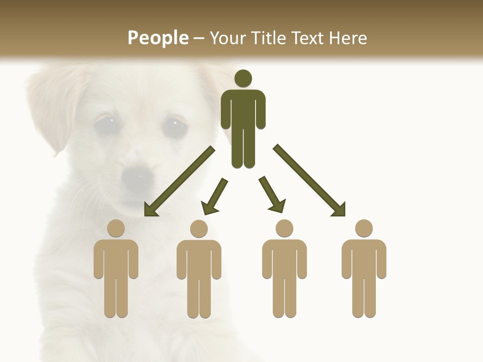 Small Animal Studio PowerPoint Template