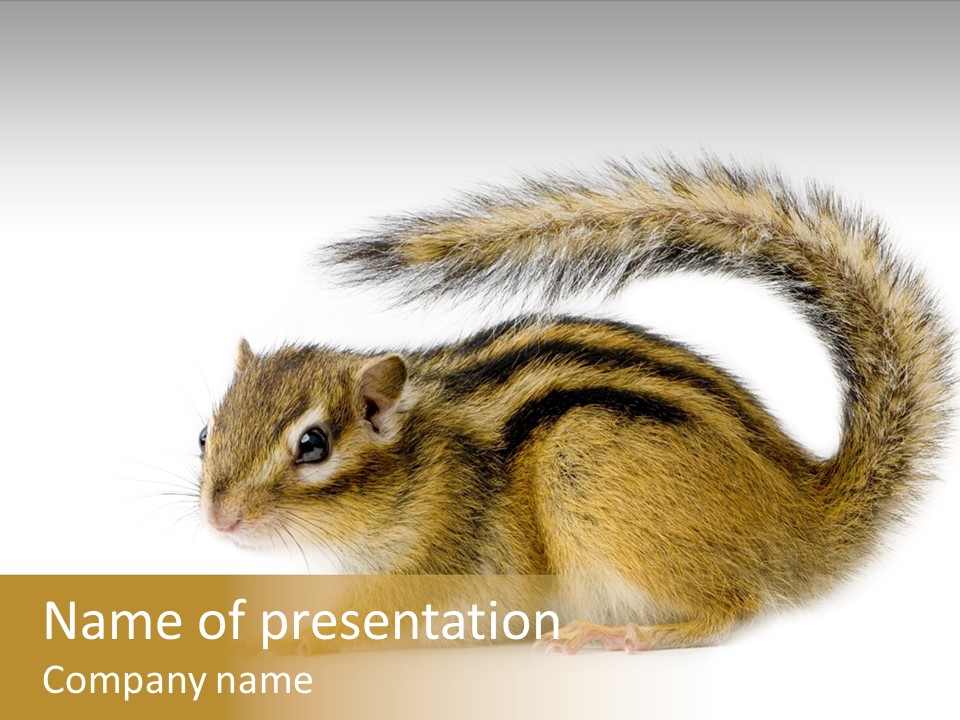 Rodent Small Tail PowerPoint Template