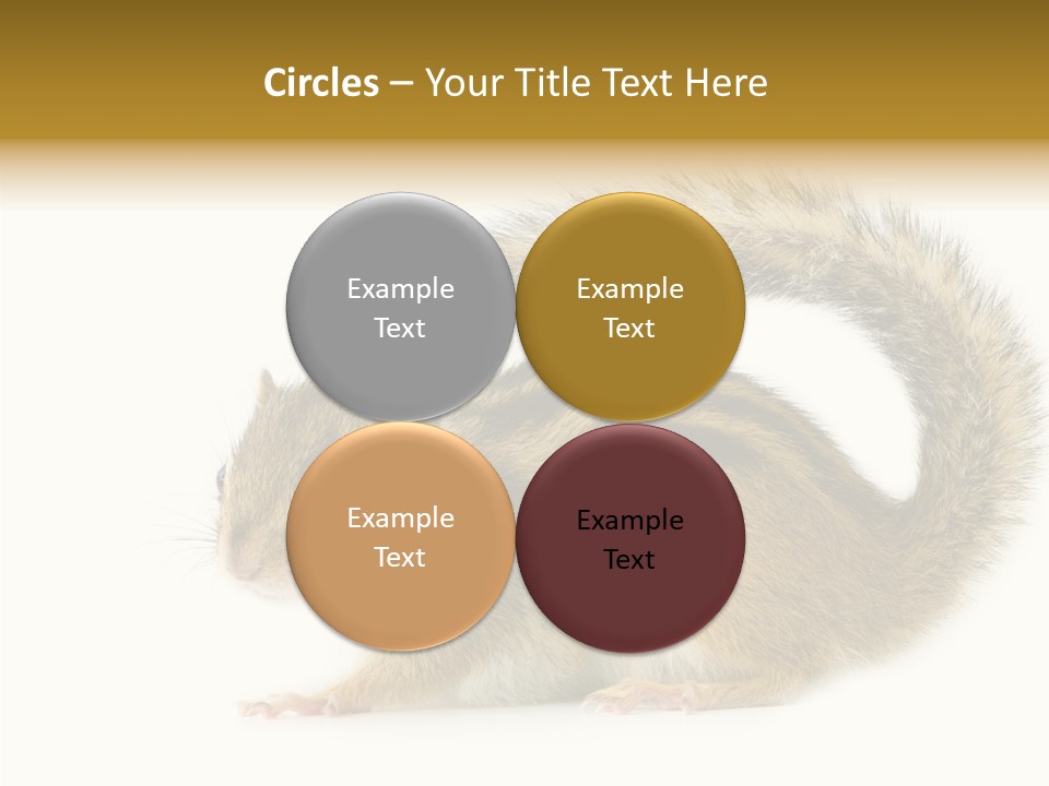 Rodent Small Tail PowerPoint Template