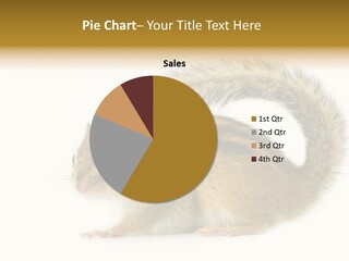 Rodent Small Tail PowerPoint Template