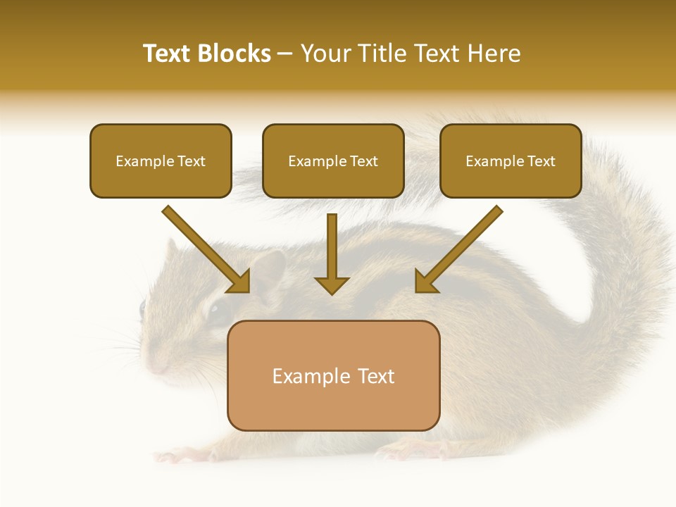 Rodent Small Tail PowerPoint Template