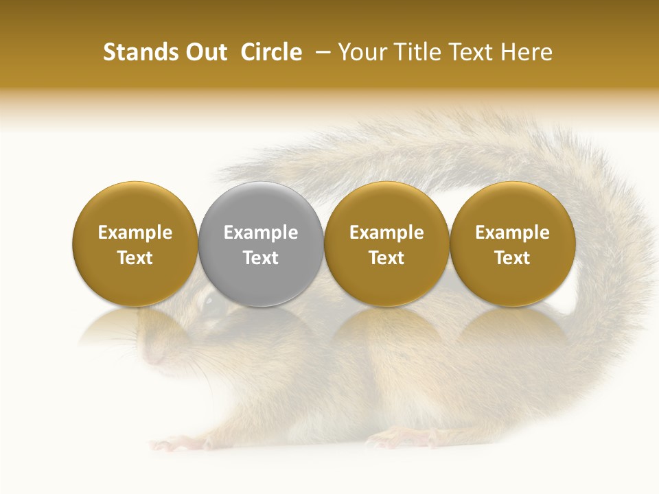 Rodent Small Tail PowerPoint Template