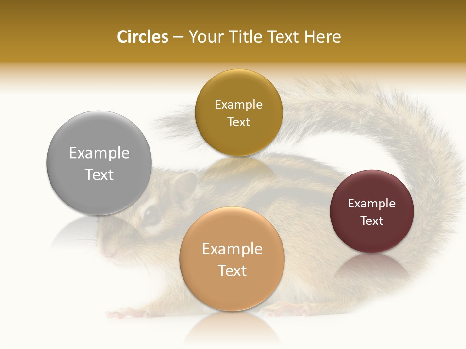 Rodent Small Tail PowerPoint Template