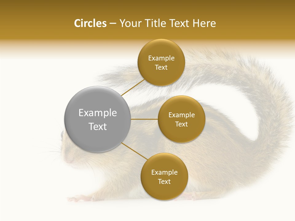 Rodent Small Tail PowerPoint Template