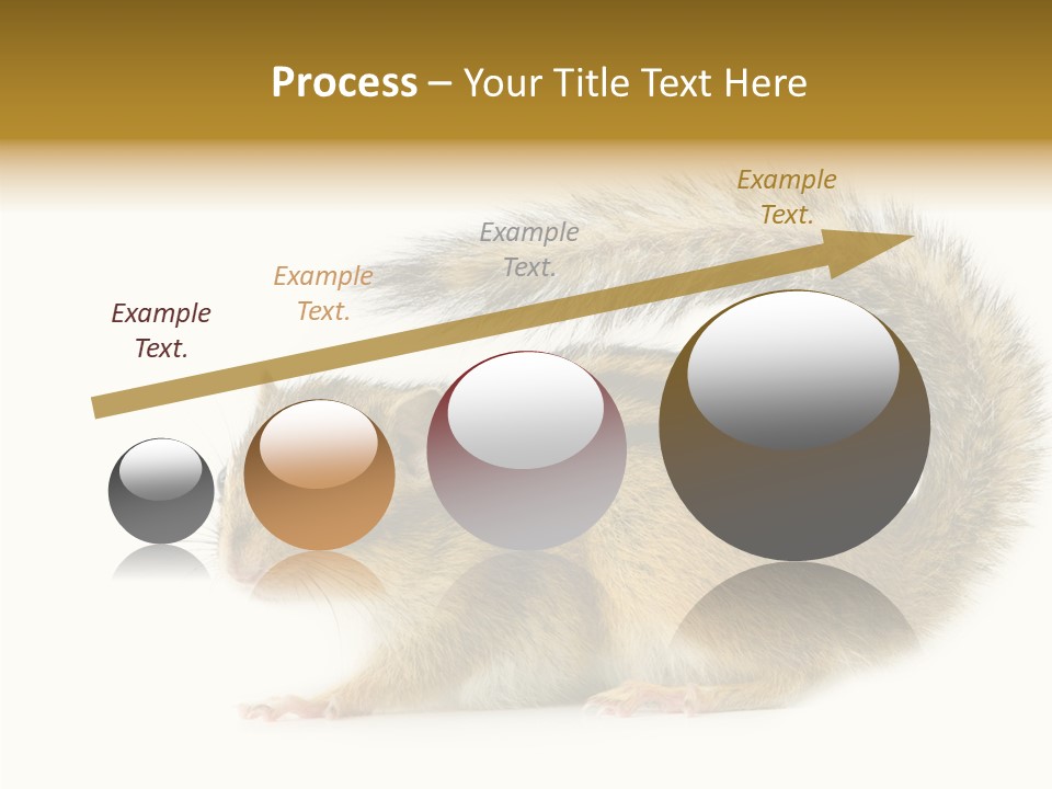 Rodent Small Tail PowerPoint Template