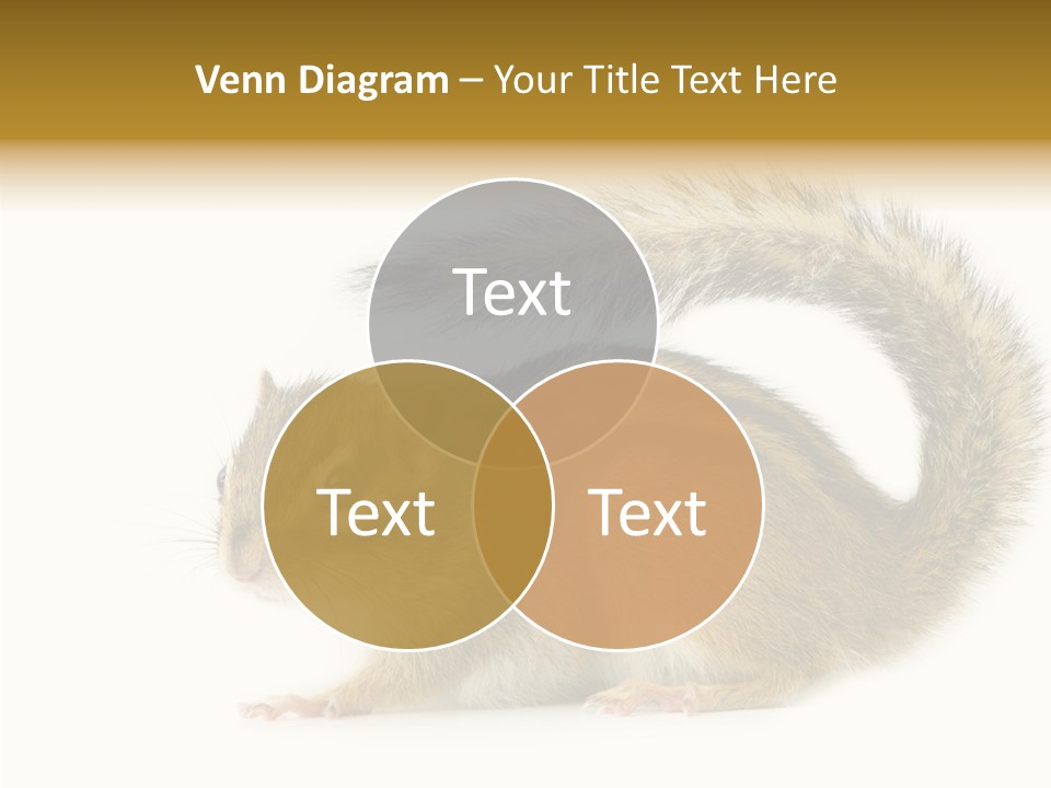 Rodent Small Tail PowerPoint Template