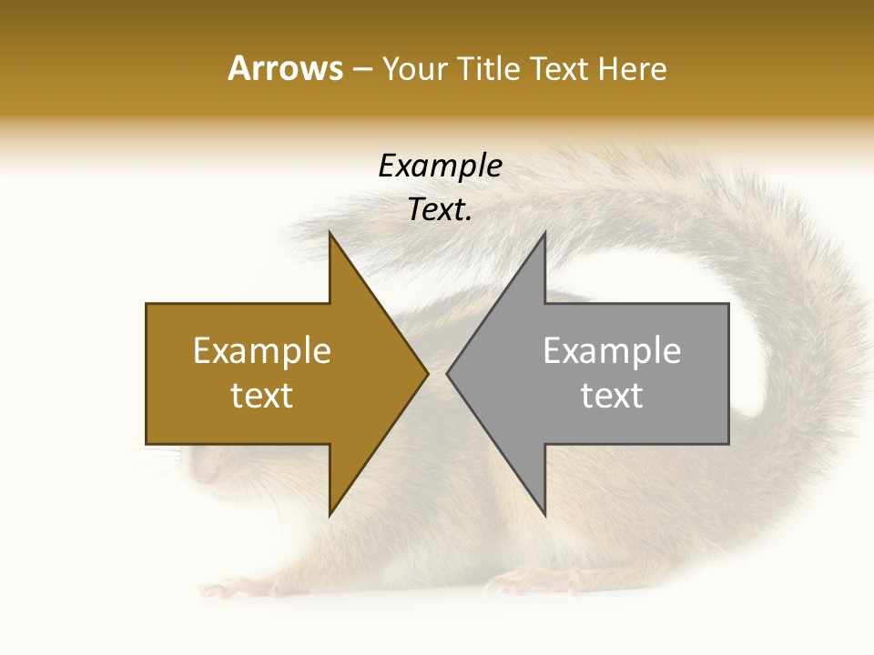 Rodent Small Tail PowerPoint Template
