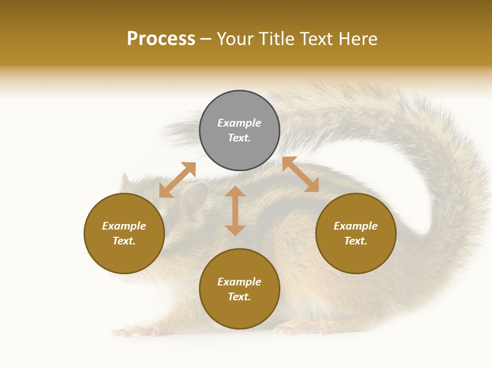 Rodent Small Tail PowerPoint Template