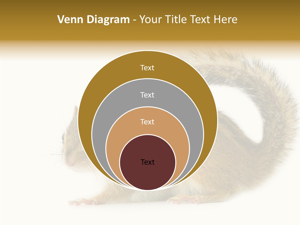 Rodent Small Tail PowerPoint Template