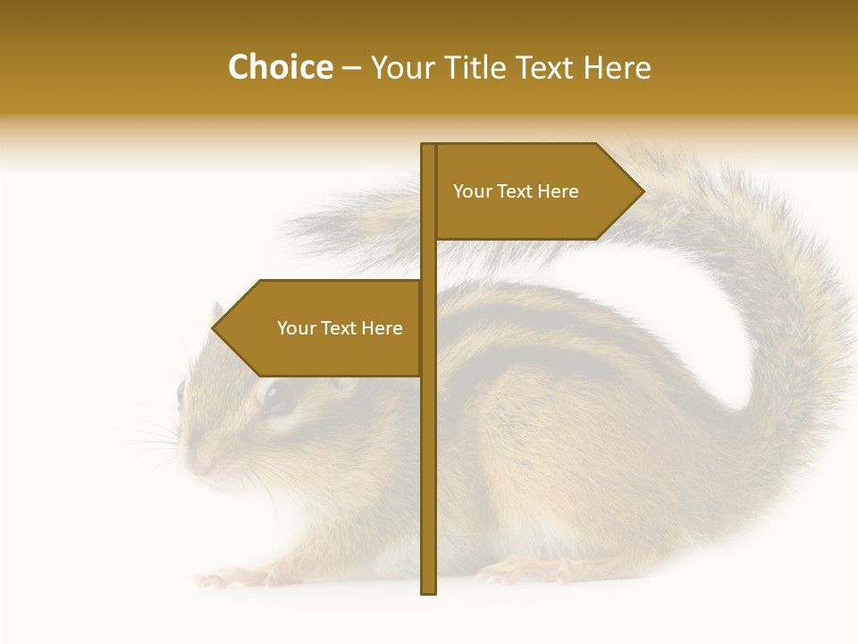Rodent Small Tail PowerPoint Template