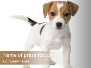 Nobody Puppy White PowerPoint Template