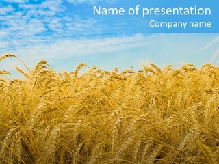 Agricultural Golden Spikelet PowerPoint Template