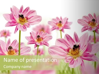 Cold Bee Collect PowerPoint Template