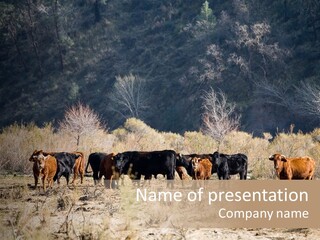 Beef Graze Eating PowerPoint Template