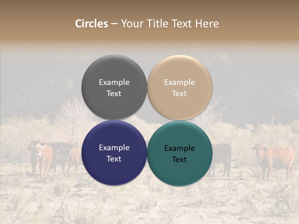 Beef Graze Eating PowerPoint Template