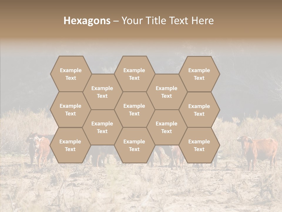 Beef Graze Eating PowerPoint Template