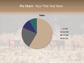 Beef Graze Eating PowerPoint Template